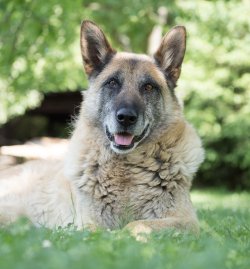 Products for senior dogs